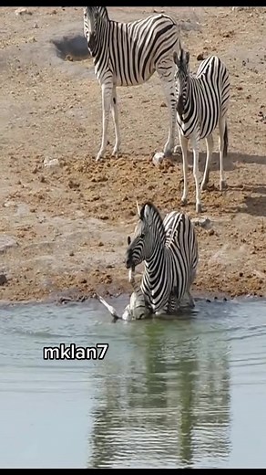 Africa animails บน TikTok