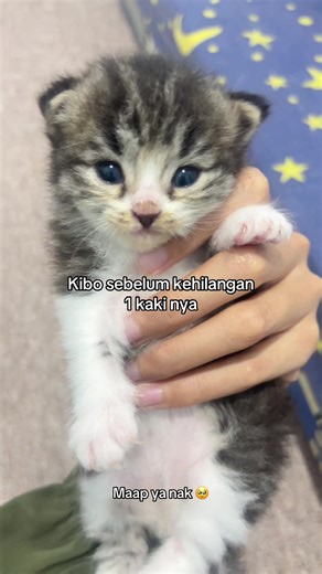 Maapin Ya Nak: Menyentuh Hati Anak Kucing Lucu