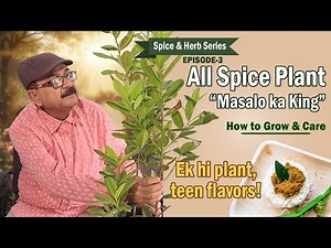 All Spice Plant (मसालों का राजा) - सभी मसालों के लिए एक पौधा I How to grow, Benefits & Use #allspice