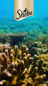 Puoi vincere un viaggio per 2 alle Maldive, delizia il tuo gatto con il delizioso cibo SHEBA® | Sheba Italia