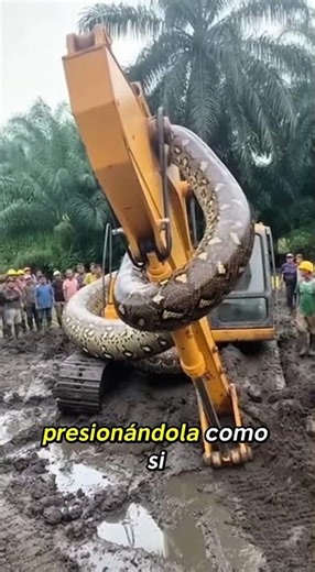¿Yacumama? Tres anacondas gigantes captadas en Brasil 😱🐍