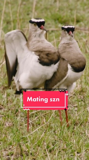 The migration’s arrival signals the start of the mating season for these birds. #bird #mating #NatureDocumentary #wildebeest