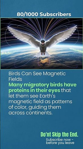 Birds Can See Magnetic Fields.