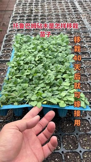 托鲁巴姆砧木移栽整个过程、一人一天移栽多少棵、砧木小苗移栽多少天后能够可以嫁接、托鲁巴姆砧木和砧木小苗全国发货。#托鲁巴姆砧木#茄子育苗基地 #代育嫁接茄子苗#茄子嫁接苗#山东茄子育苗基地