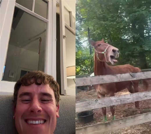 #duet with @Peace Love & Horses #fyp