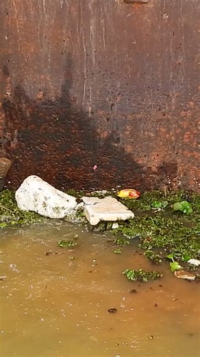 Remove Floating Plants Clogged Culvert Drain #culvert #remove #unclogged