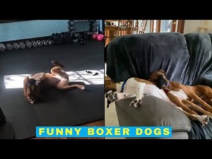 Cute and Funny Boxers