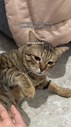 emang gasuka aja sama nomie #fyp #kucing #catlover | cats
