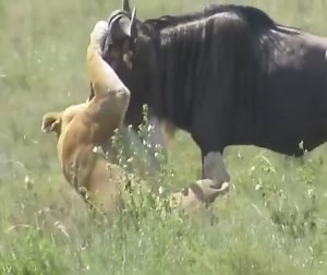 Where do you want to go on your first safari in Africa? Where to go in Africa to see wildlife? Which countries offer the easiest introduction to the continent for first-time travelers? Which countries are best for wildlife? So, where are the best safaris in Africa? That depends on the wildlife you want to see and the kind of safari experience you desire—from walking safaris to game drives, from camping to luxury. The best places for African safaris are far and wide. Africa is one of the best reg