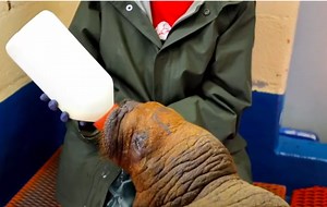 Walrus Pup Rescued in Alaska Requires 24/7 Human Care - ProtoThema English