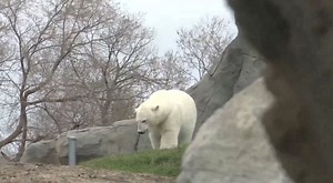 Young environmentalists learn about endangered animals at Assiniboine Park Zoo