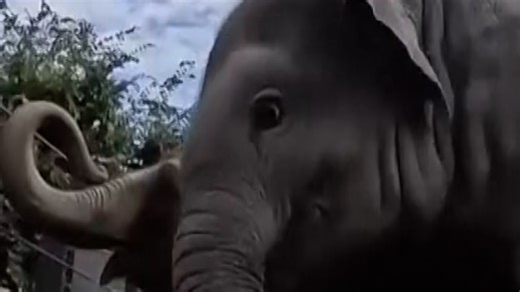 Baby elephant plays with pumpkin at annual fall event