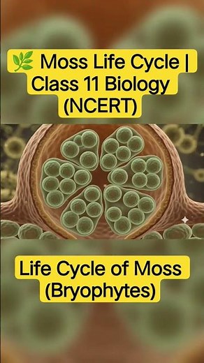 Moss Life Cycle Explained | Class 11 Biology | NCERT | Bryophytes | Easy Animation