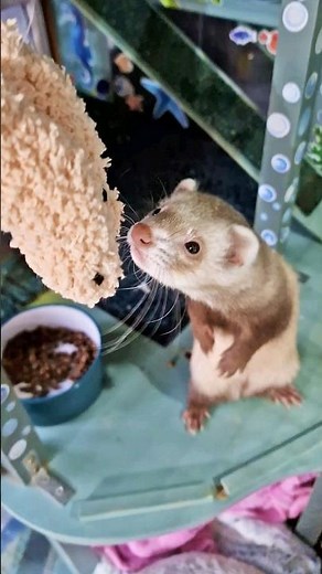 I Made Ferret-Baby Finger Puppets for Scruffles to Snuggle