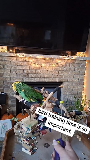 Got a little video of our training today. Training time with your birds is so important.. it builds bonds that nothing else can. Parrots are extremely intellectual creatures and the stimulation of Training can help teach behaviors you want kept and help to quiet bad habits like plucking. It's important to note that i feel that constant Training can also be a bad thing and birds need a balance.. my guys get trained 3-4 days a week.. and self soothe in between. I do reward them playing with their 