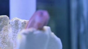 26 reactions | The Arc Eye Hawkfish... This beautiful species is also known as Paracirrhites arcatus. This hawkfish is a benthic species associated with coral reefs. It usually can be found in lagoon and seaward reefs.. #hawkfish #marinelife #fish #beaut #beauty #naturedoesitwell For more information please call our store at 973-365-0200 Post by: Absolutely Fish - Cedes | Absolutely Fish | Facebook