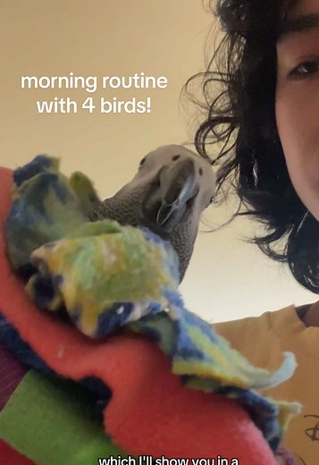 longer vid for our morning routine for the birds, including my new foster Koko! 🥹🍌 #parrots #parrotsoftiktok #cockatiels #cutebirds #petroutine
