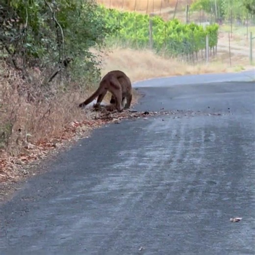 My Mountain Lion Story - D. Rousseau
