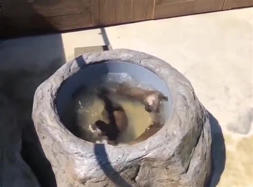 😂 Otter Wash 3000 “Delicate cycle? Never heard of her. We’re on FULL SPIN!” 🌀🦦 No detergent needed… just add water and a little chaos. Who’s tossing in the next load? 😆 #otter #spinning #otterlife | Roar Wildlife News
