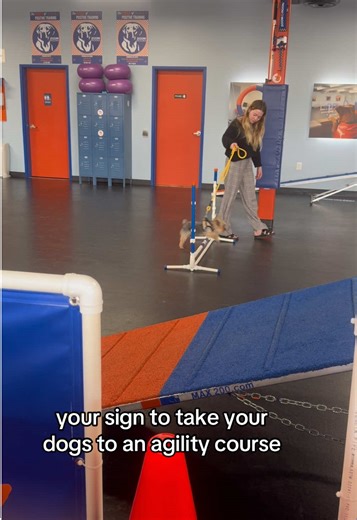 Dog Agility Training: A Fun First-Time Experience