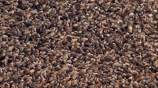 Alaska Walrus Cam Joins a Menagerie of Wildlife Video Streams