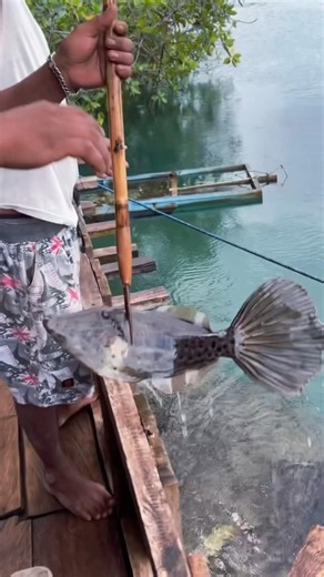 Spearing a yellowfin tuna on your doorstep (literally),How insane is that. A viral video