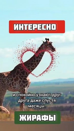 Поведение и характер жирафов. Тайны самого высокого животного в мире