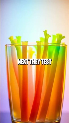 DIY At-Home Light Microscope and Celery Capillary Show