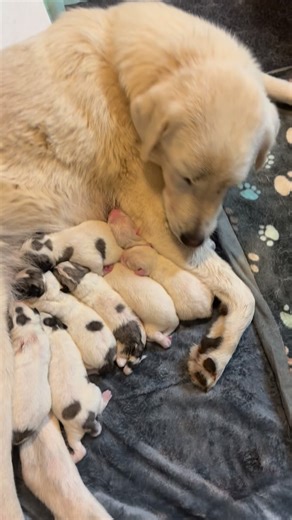 11 perfect livestock guardians were born on the farm on November 19th. Momma Poppie did a wonderful job and is truly the best mother we could have ever asked for. I knew earlier in the day on the 18th that labor was approaching, I could tell by her demeanor (a bit manic, whiny, no appetite, very territorial). And at around midnight on the 19th she was crying and pacing outside of the garage where her whelping pen is located. We opened the door to let her in and she immediately laid down and pass