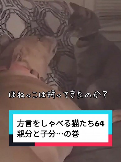 方言をしゃべる猫たちの面白動画