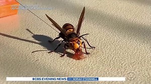 3.4K views · 62 reactions | MURDER HORNET NEST DESTROYED: Scientists destroyed the first nest of “murder hornets” found in the U.S. Nearly 200 of the hornets, that can ravage honeybee hives, were captured in Washington state. Officials are concerned there may be more nests in the area. | CBS Evening News | Facebook