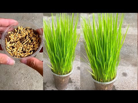 Growing Rice - 20 Days Time Lapse