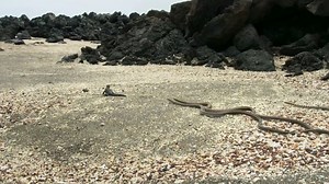 Bébés iguanes marins vs Serpents affamés