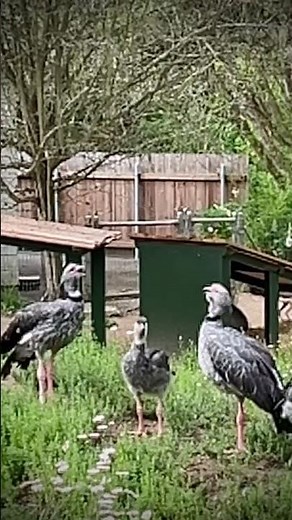 Southern Screamer Slo-mo. Sequoia Park Zoo.