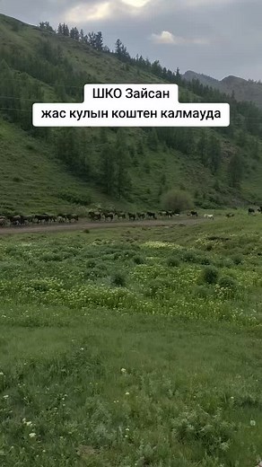 Tilek Dauletbekov on TikTok