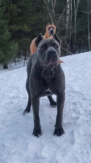 Funny Cane Corso Italiano Mastiff Dog Playing with Ball