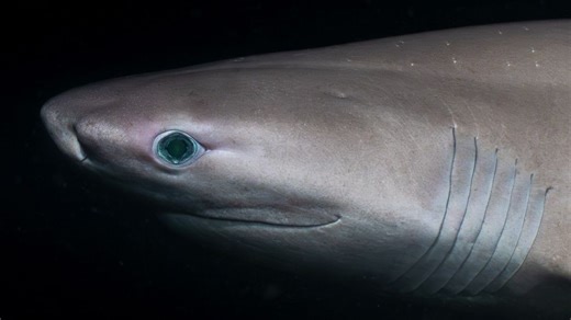 Chomp On This: Redondo Beach, WA is the Sixgill Shark Capital of the World
