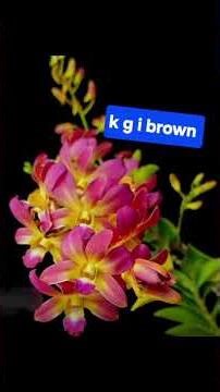 Dendrobium blooming stage plant 3 colour combo ❤️❤️❤️