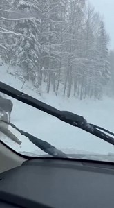 MOOSE GETS TACKLED BY PACK OF WOLVES IN INTENSE WILDERNESS FOOTAGE (January 3, 2025) A dramatic wildlife battle unfolded deep in the snowy backcountry of Wyoming yesterday when a large bull moose was tackled by a coordinated pack of wolves, an intense scene captured by a remote trail camera set along a frozen creek bed. According to wildlife biologists, the moose had been moving slowly through deep snow, likely exhausted from winter conditions. In the trail cam footage, the moose stops to rest n