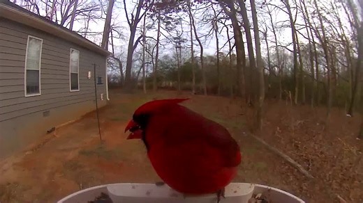 Significado Espiritual del Cardinal: Mensajes de Amor y Esperanza