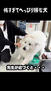恐怖でへっぴり腰がとまらない愛犬 #グレートピレニーズ #大型犬 #大型犬のいる暮らし #可愛い #ドレミの歌