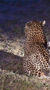Leopards mating🐆🐆. This was a phenomenal sighting of a mating pair of wild #leopards, absolutely magical encounter. . . . 🎥 #Leopard #love #wild #nature #wildife #bigcatswildlife #bigcatsforever #bigcats #africansafari #gamedrivesafari #ecotours #wildlifeplanet #wildlifeonearth #safari #Africa #bigcat #wildlifeconservation | Wildfriends Africa
