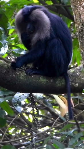 Lion-Tailed Macaque in the Canopy | Primate Life in Valparai Rainforest