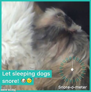 Take a paws and appreciate the majesty of your little rascals having a big ol' snore! Where would your puppy pals register on our snore-o-meter?! 🐶 | This Morning