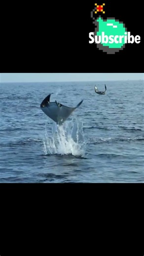 The Real Pokemon Mantine ~ #pokemon #pokemonchannel #pokemonshorts #gamingshorts #gaming