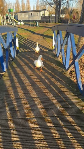 Forever a duck mum ❤️🤣 #ducksoftiktok #ducklife #animaltok #animalrescue
