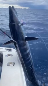 BIG BIG Wahoo 🍣🥵🎣 👕merch www.paradisefishing 🎥@mr.breezesportfishing #paradisefishing #fishing #wahoo | Paradise Fishing