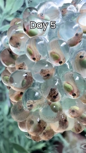 325K views · 6.3K reactions | The life cycle of frogs is so fascinating  hundreds of captive bred amphibians, reptiles, invertebrates, and other creatures will be at the Reptile Super Show on June 28-29 in Pomona, CA! Tickets online or at the door! Video from @herptime | Reptile Super Show | Facebook