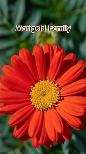 Amazing Different Colors of Marigold Flowers 🌼 | Beautiful Marigold Varieties #shorts