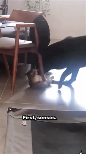 Cats vs Dogs: The Real Differences Explained! 🐱🐶 #CatsVsDogs #AnimalFacts #PetEducation #FunLearning #DogFacts #CatFacts #ScienceVideo #PetLovers #AnimalScience #EducationalReels #SmartPets #LearnSomethingNew #DailyFacts #AnimalsOfTikTok #ReelsEducation | Paws & Pawns Animals Memes